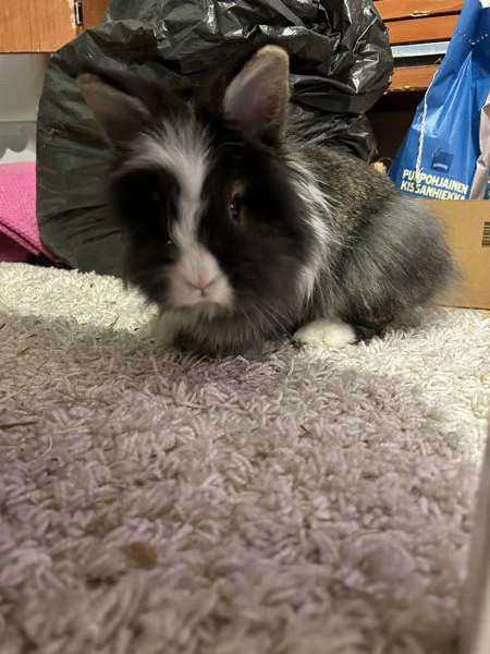 Myydään kanit Куусамо - изображение 3