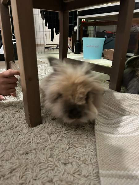 Myydään kanit Куусамо - изображение 5