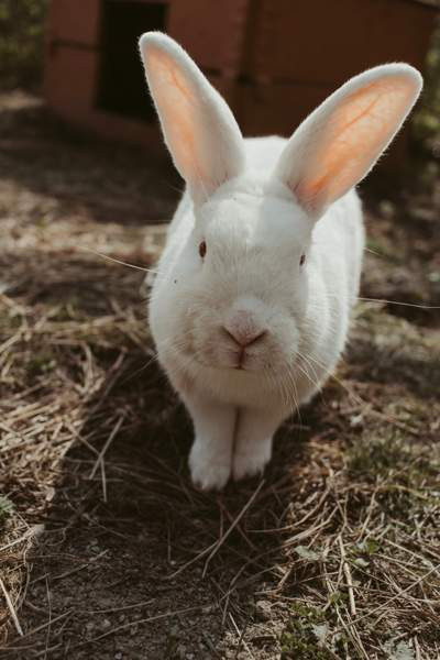 Kani pojat Лаука - изображение 1