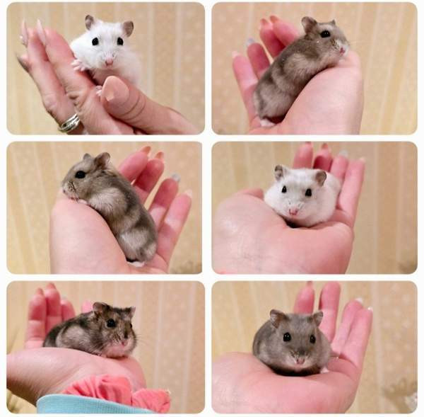 Kääpiöhamsteri talvikko (Seinäjoki, Lapua, Evijärvi,Kauhava,Parkano, Jyväskylä) Alajärvi - valokuva 1