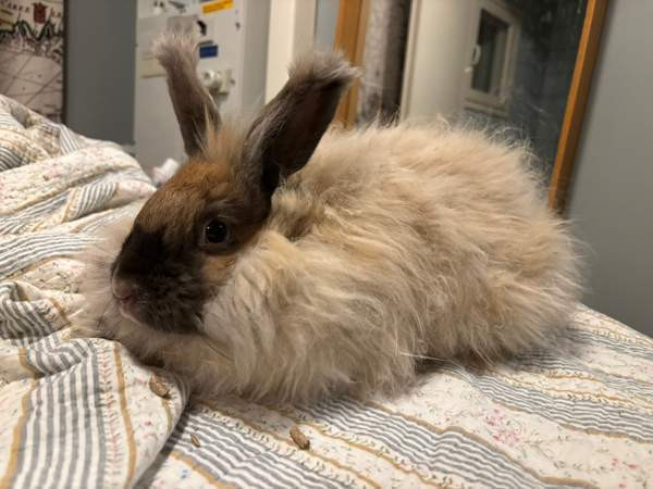 Angorakani Miehikkälä - изображение 1