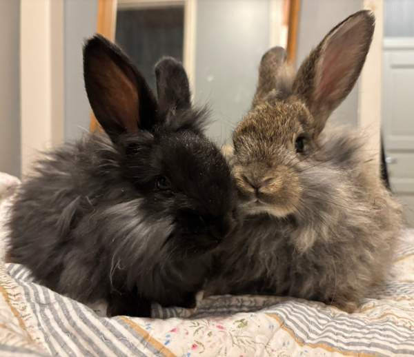 Angorakani Miehikkälä - изображение 4