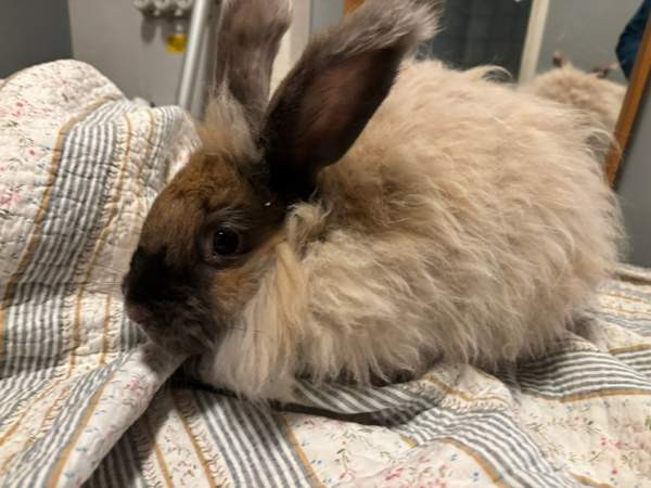 Angorakani Miehikkälä - изображение 2