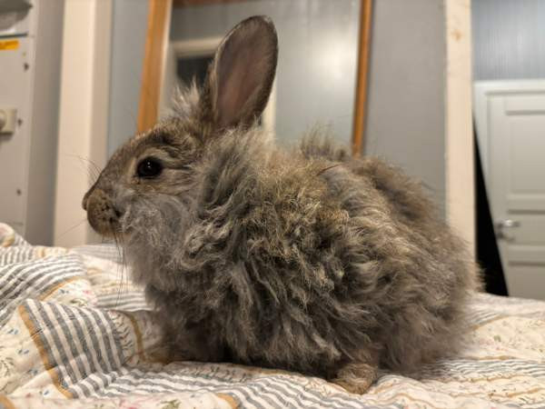 Angorakani Miehikkälä - изображение 3