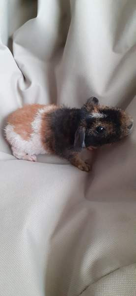 Marsupojat Tampere - valokuva 1