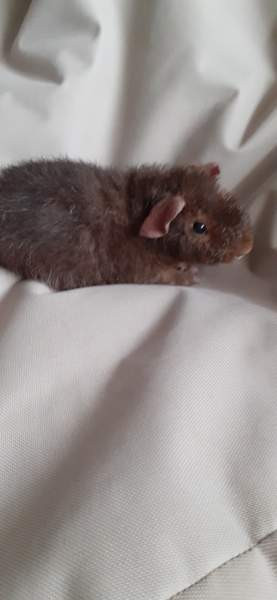 Marsupojat Tampere - valokuva 2