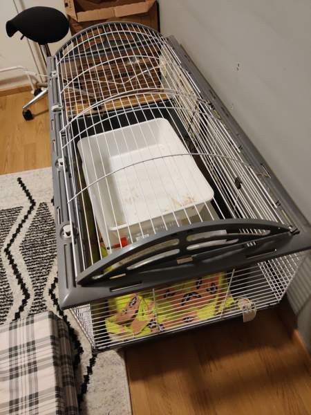 Kanin häkki Oulu – foto 2