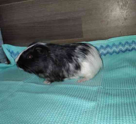 Marsuja Tornio