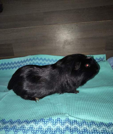 Marsuja Tornio - photo 3