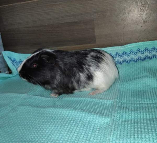 Marsuja Tornio - photo 2