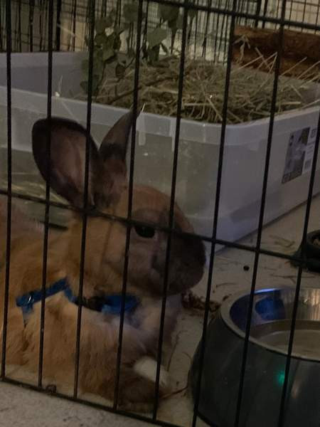 2 kääpiö kania Уусикаупунки - изображение 1