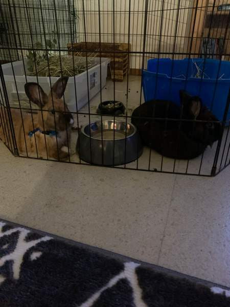 2 kääpiö kania Уусикаупунки - изображение 2