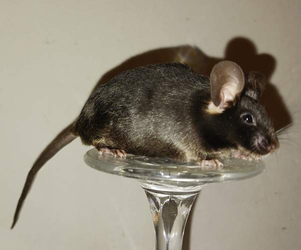 Kesyhiiri uroksia Pori - valokuva 8