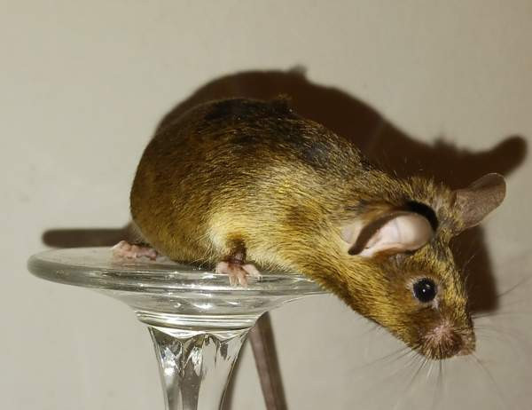 Kesyhiiri uroksia Pori - valokuva 4