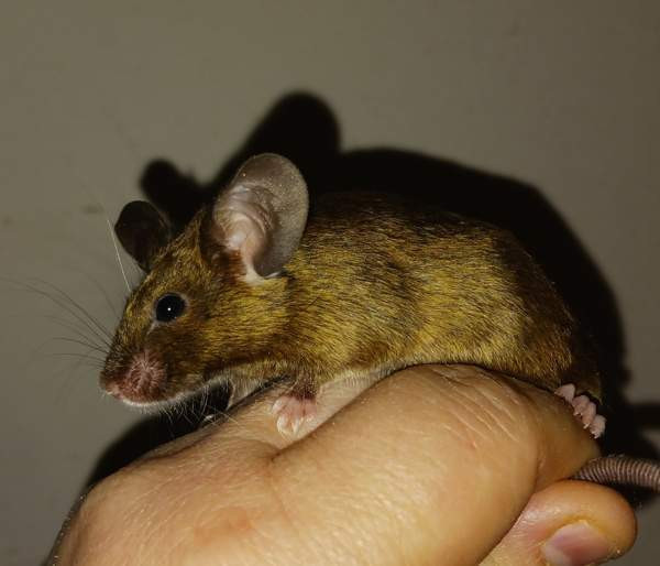 Kesyhiiri uroksia Pori - valokuva 3