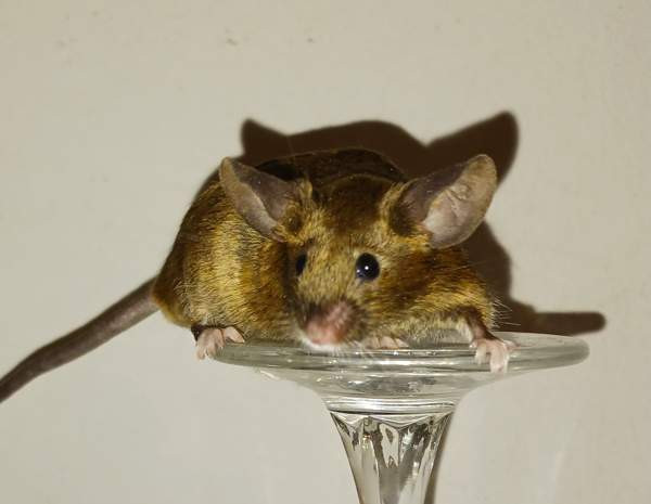 Kesyhiiri uroksia Pori - valokuva 2