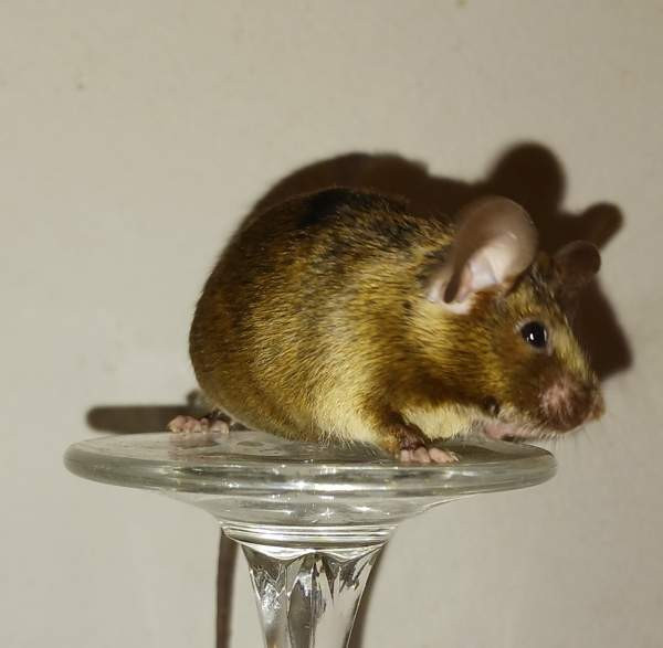 Kesyhiiri uroksia Pori - valokuva 5