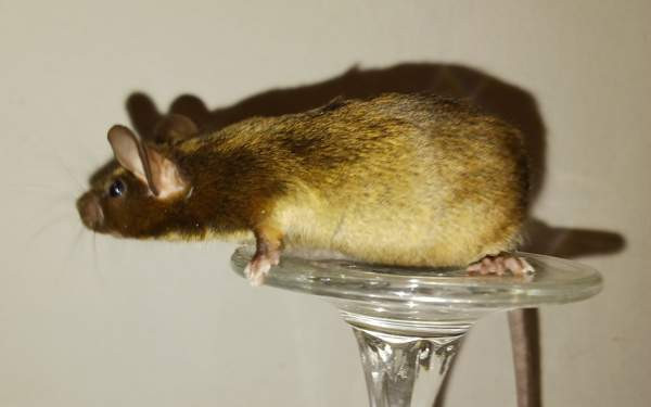 Kesyhiiri uroksia Pori - valokuva 1