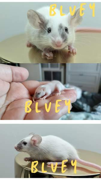 poikahiiret/ Boy mice Эспоо - изображение 2