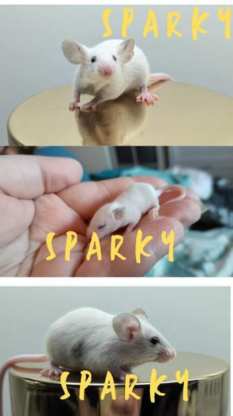 poikahiiret/ Boy mice Эспоо - изображение 1