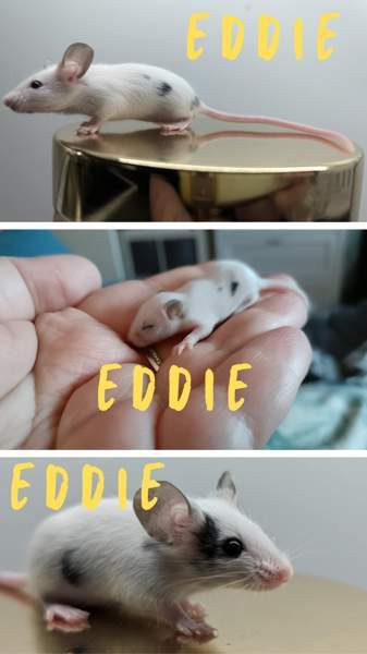 poikahiiret/ Boy mice Эспоо - изображение 4