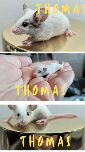 poikahiiret/ Boy mice Эспоо - изображение 3