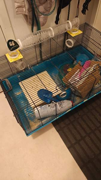 Hamsteri häkki 80 x 50 Sauvo - valokuva 1