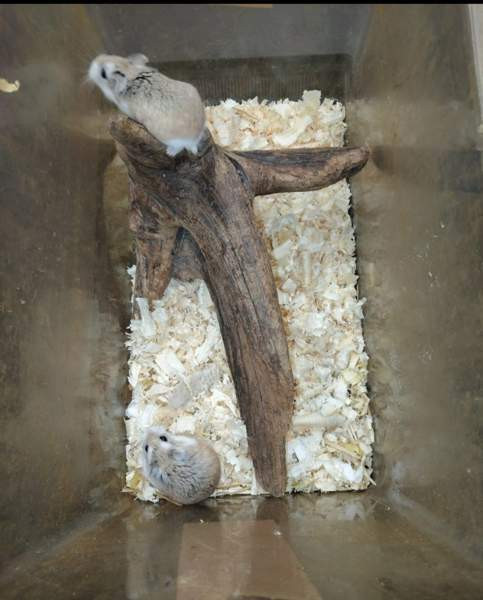 Roborovskinkääpiöhamsterit Торнио - изображение 1