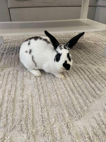 2 Jänistä Kerava - photo 2