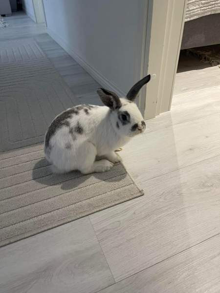 2 Jänistä Kerava - photo 3