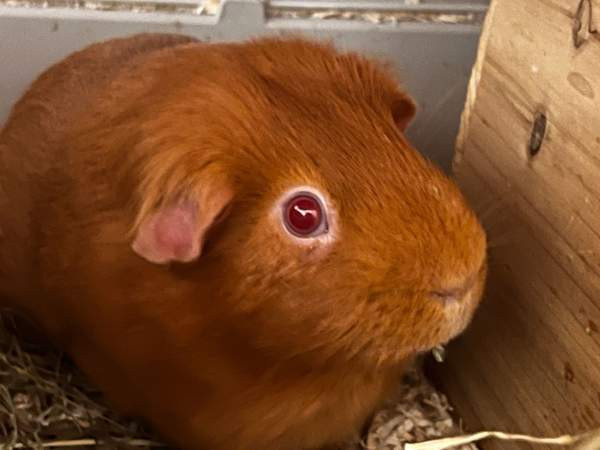 Oranssit marsut ja tarvikkeet Keuruu - valokuva 1