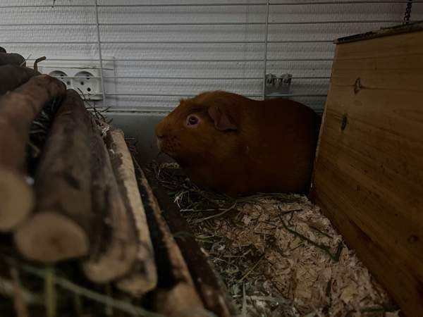 Oranssit marsut ja tarvikkeet Keuruu - valokuva 5