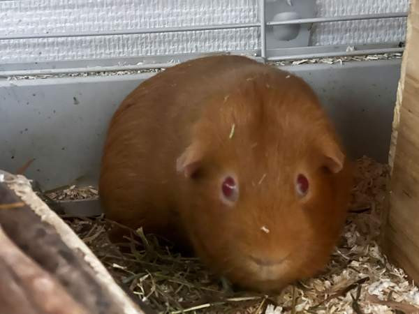 Oranssit marsut ja tarvikkeet Keuruu - valokuva 4