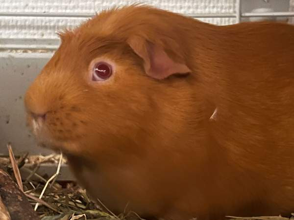 Oranssit marsut ja tarvikkeet Keuruu - valokuva 2