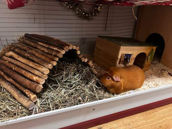 Oranssit marsut ja tarvikkeet Keuruu - valokuva 3