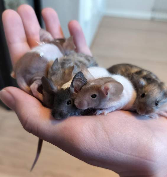 Kesyhiiren poikasia Рахе - изображение 2