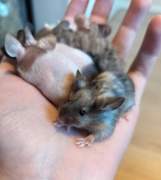 Kesyhiiren poikasia Рахе - изображение 3