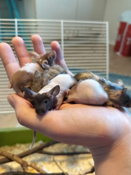 Kesyhiiren poikasia Рахе - изображение 1