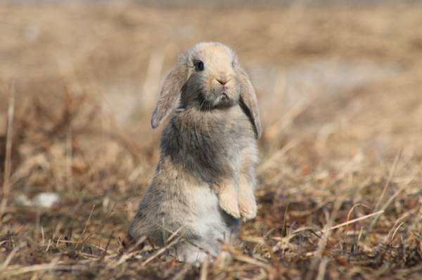 Estekaneja Vöyri - photo 1