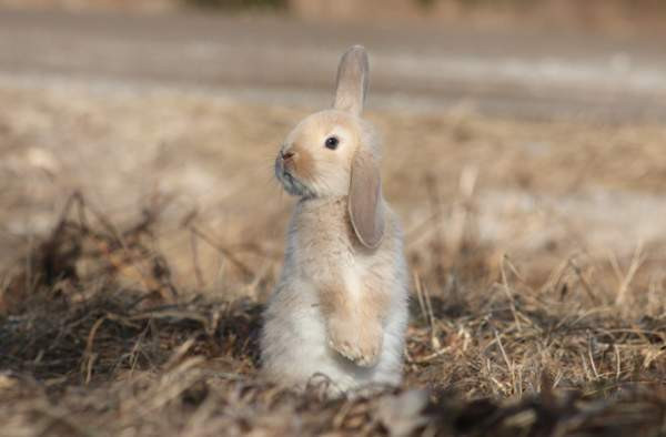 Estekaneja Vöyri - photo 3