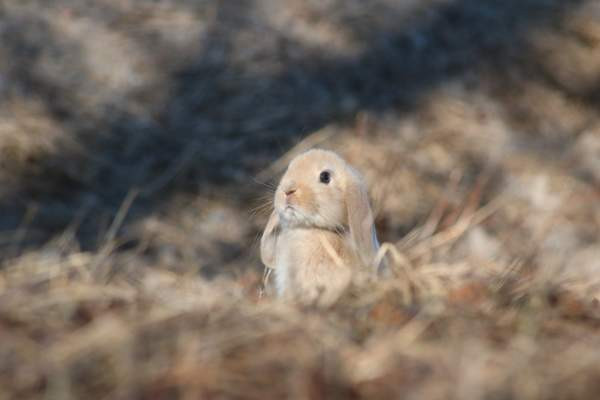 Estekaneja Vöyri - photo 2