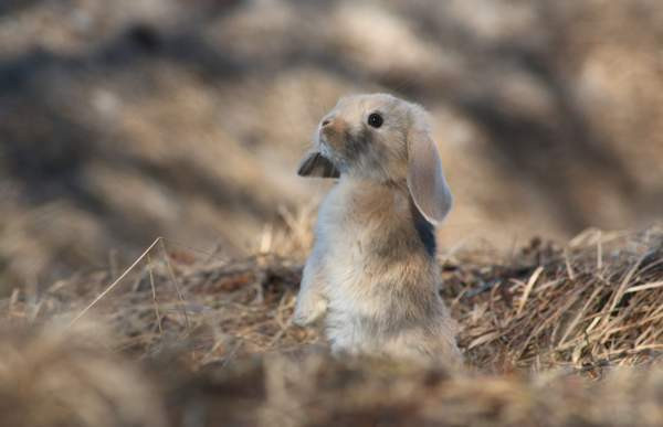 Estekaneja Vöyri - photo 4