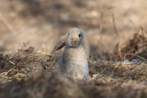 Estekaneja Vöyri - photo 5