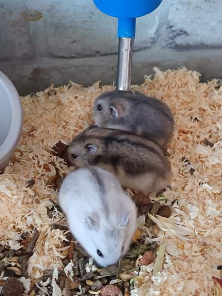 Talvikon poikaset Каяни - изображение 5