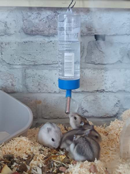 Talvikon poikaset Каяни - изображение 3