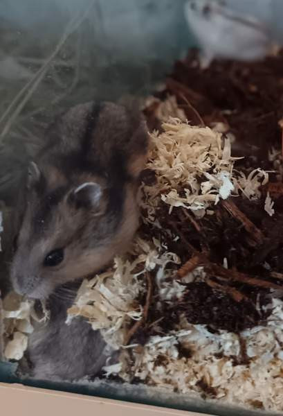 Talvikon poikaset Каяни - изображение 1