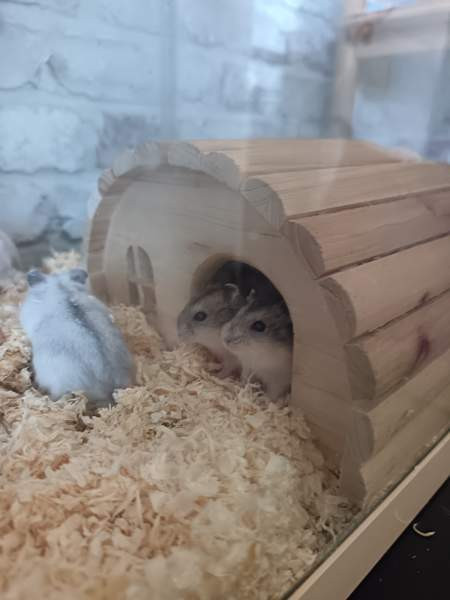 Talvikon poikaset Каяни - изображение 4