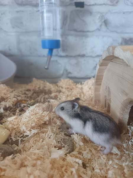 Talvikon poikaset Каяни - изображение 2