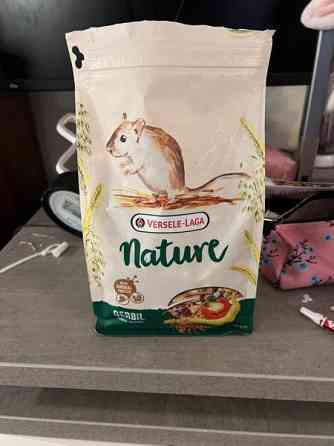 Kaksi gerbiiliä + terraario + tarvikkeita Vantaa