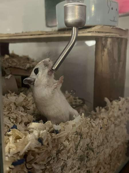 Kaksi gerbiiliä + terraario + tarvikkeita Vantaa - photo 5